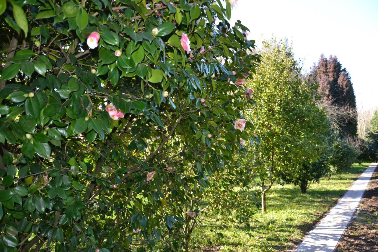 Quinta D'Avo Amelia Bed and Breakfast Alquerubim Buitenkant foto